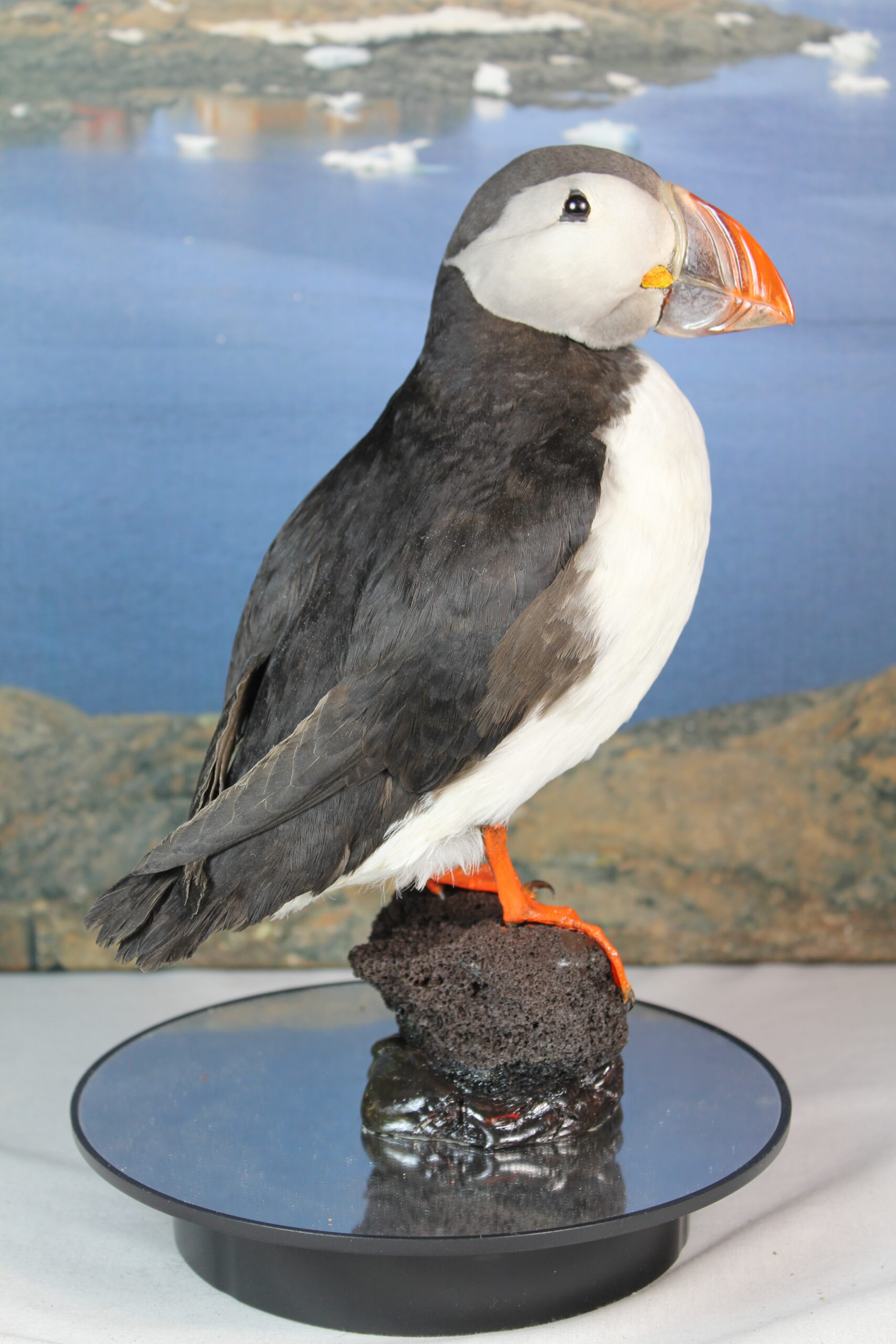 Puffin # 16. Taxidermy - Image 4