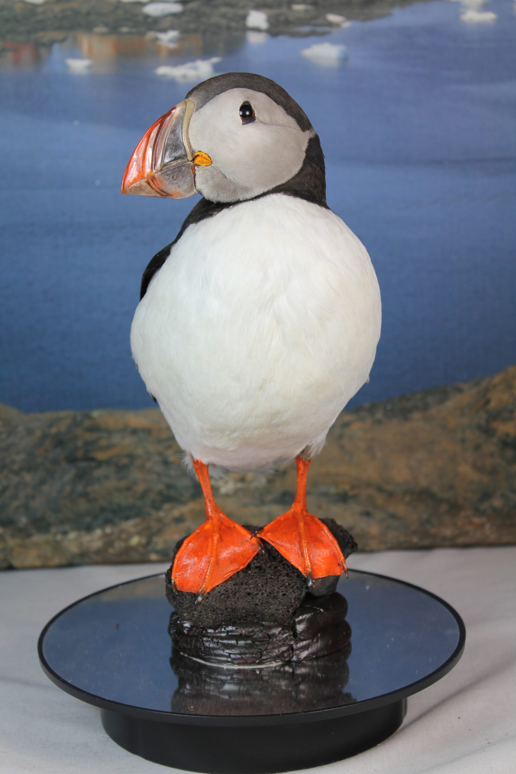 Puffin # 16. Taxidermy - Image 6