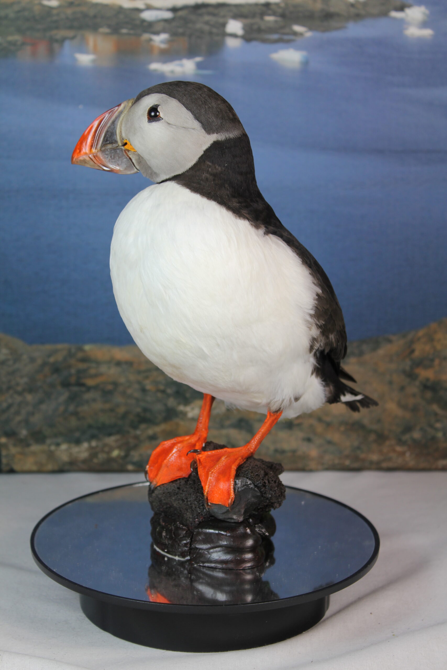 Puffin # 16. Taxidermy - Image 7