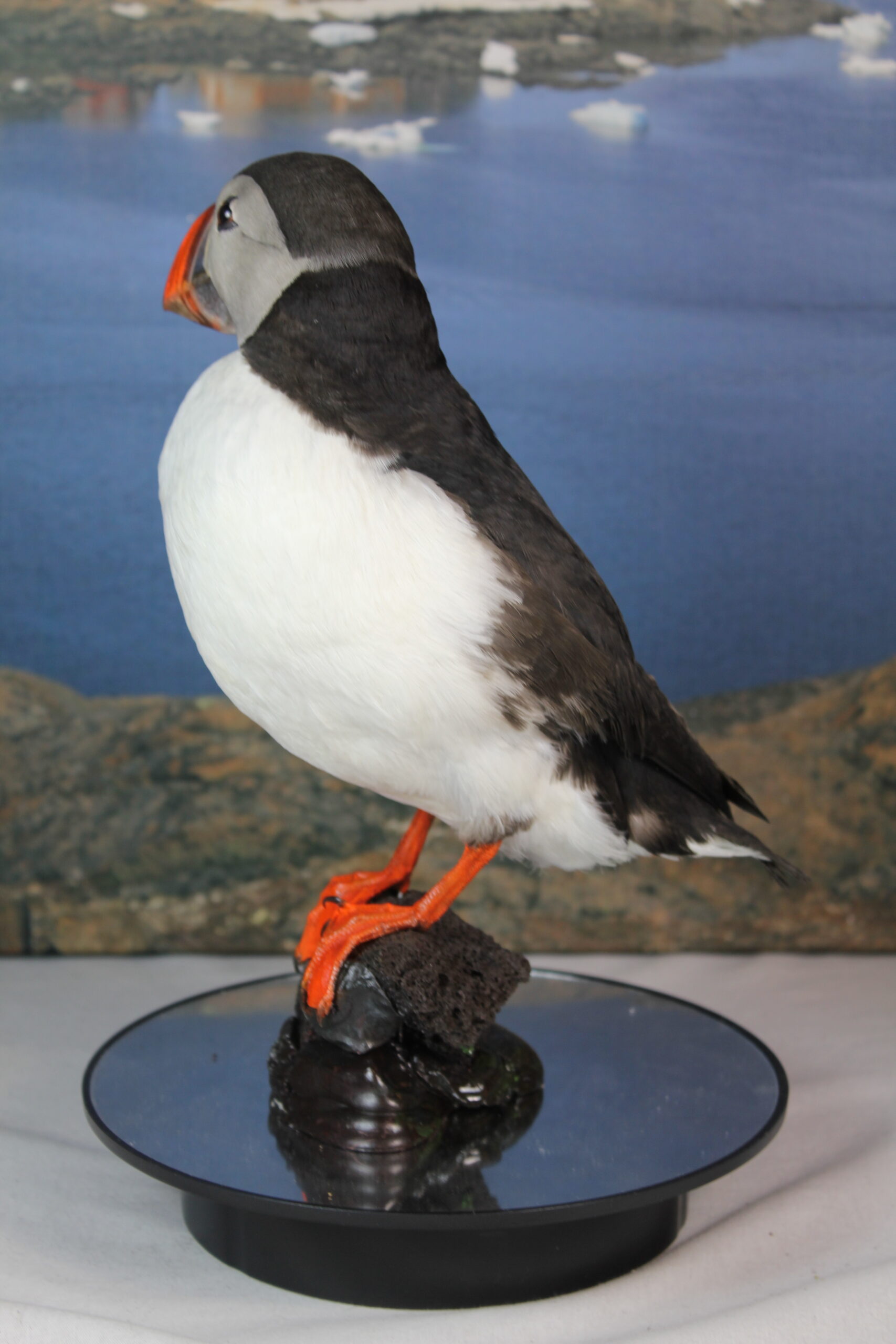 Puffin # 16. Taxidermy - Image 8