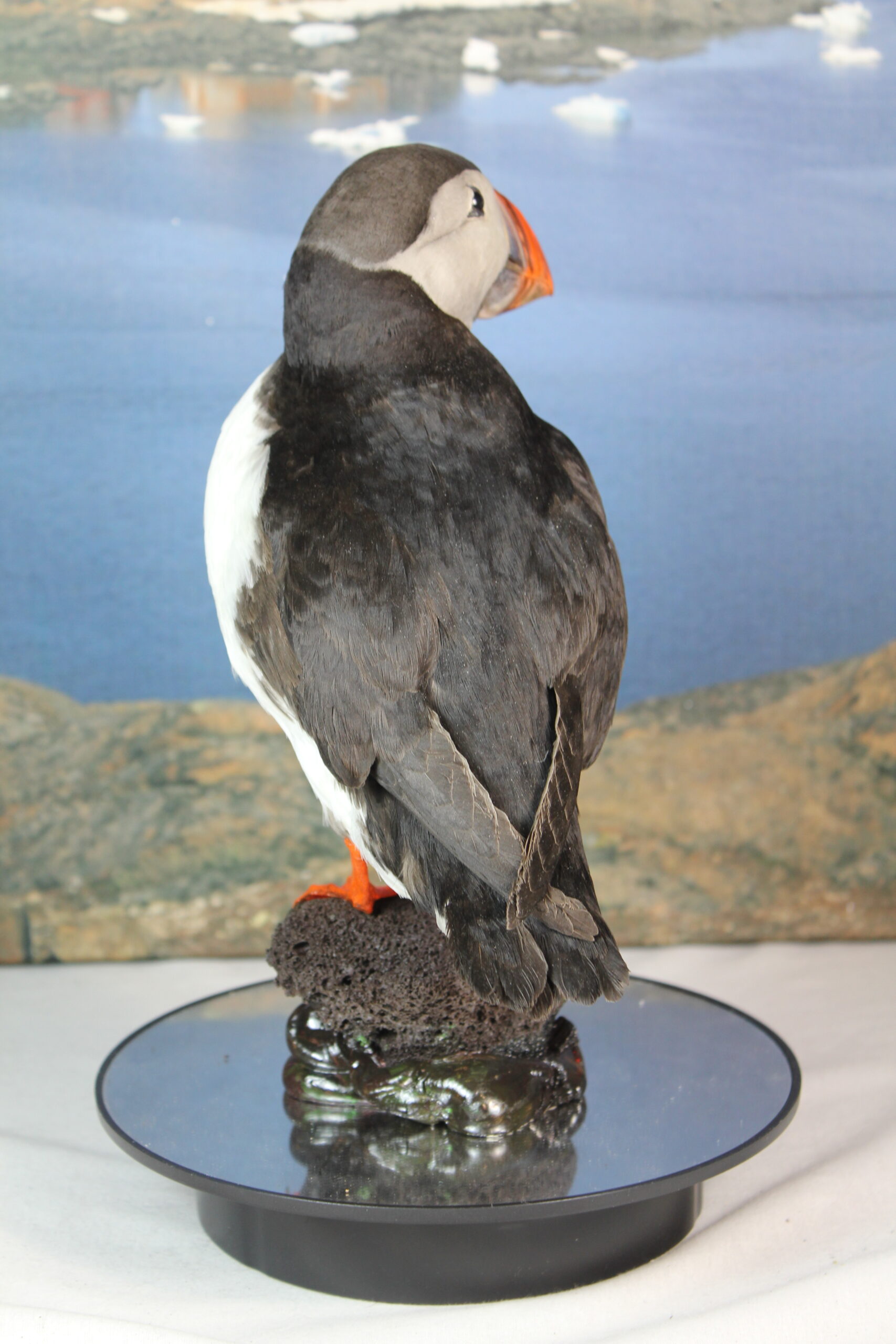 Puffin # 16. Taxidermy - Image 9