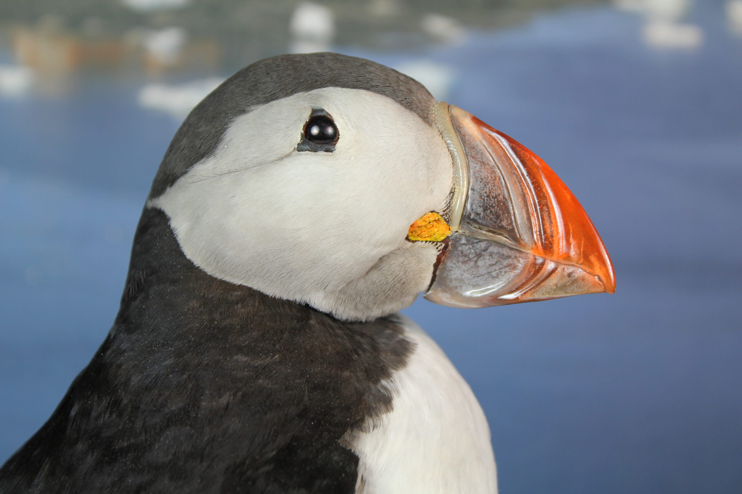 Puffin # 16. Taxidermy - Image 3