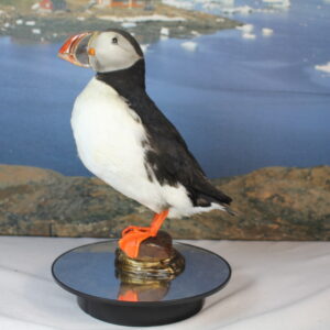 Puffin # 17. Taxidermy