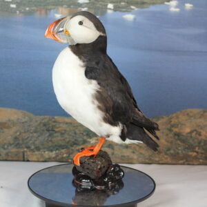 Puffin # 18. Taxidermy