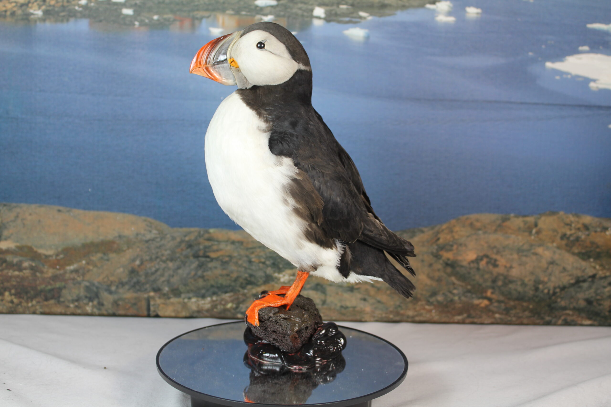 Puffin # 18. Taxidermy