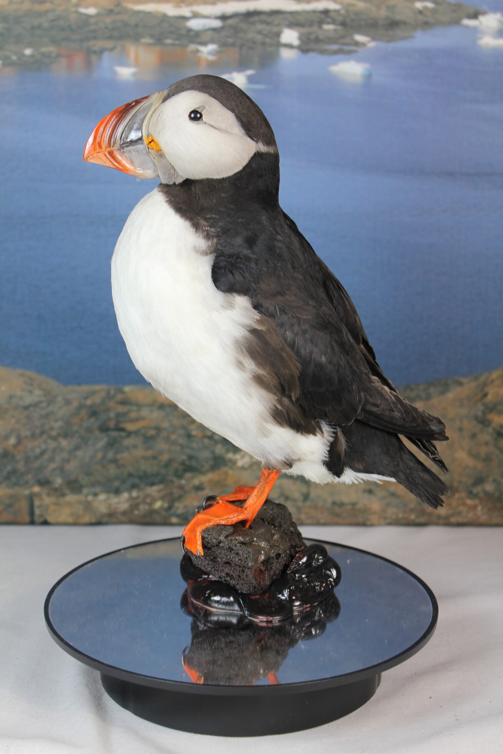 Puffin # 18. Taxidermy - Image 4