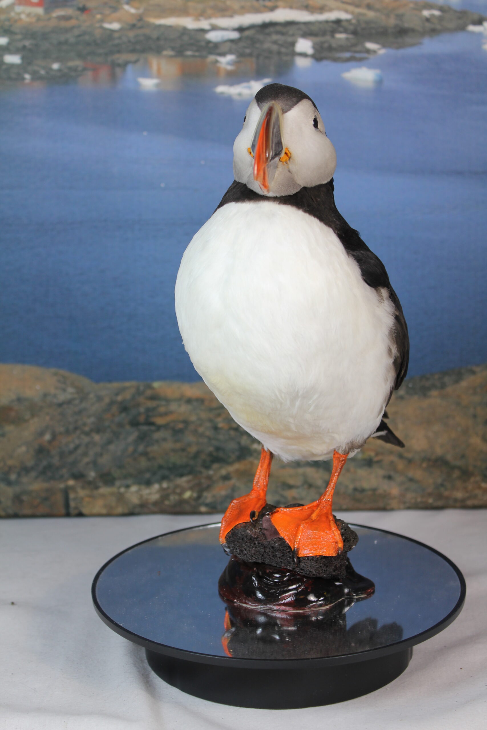 Puffin # 18. Taxidermy - Image 5