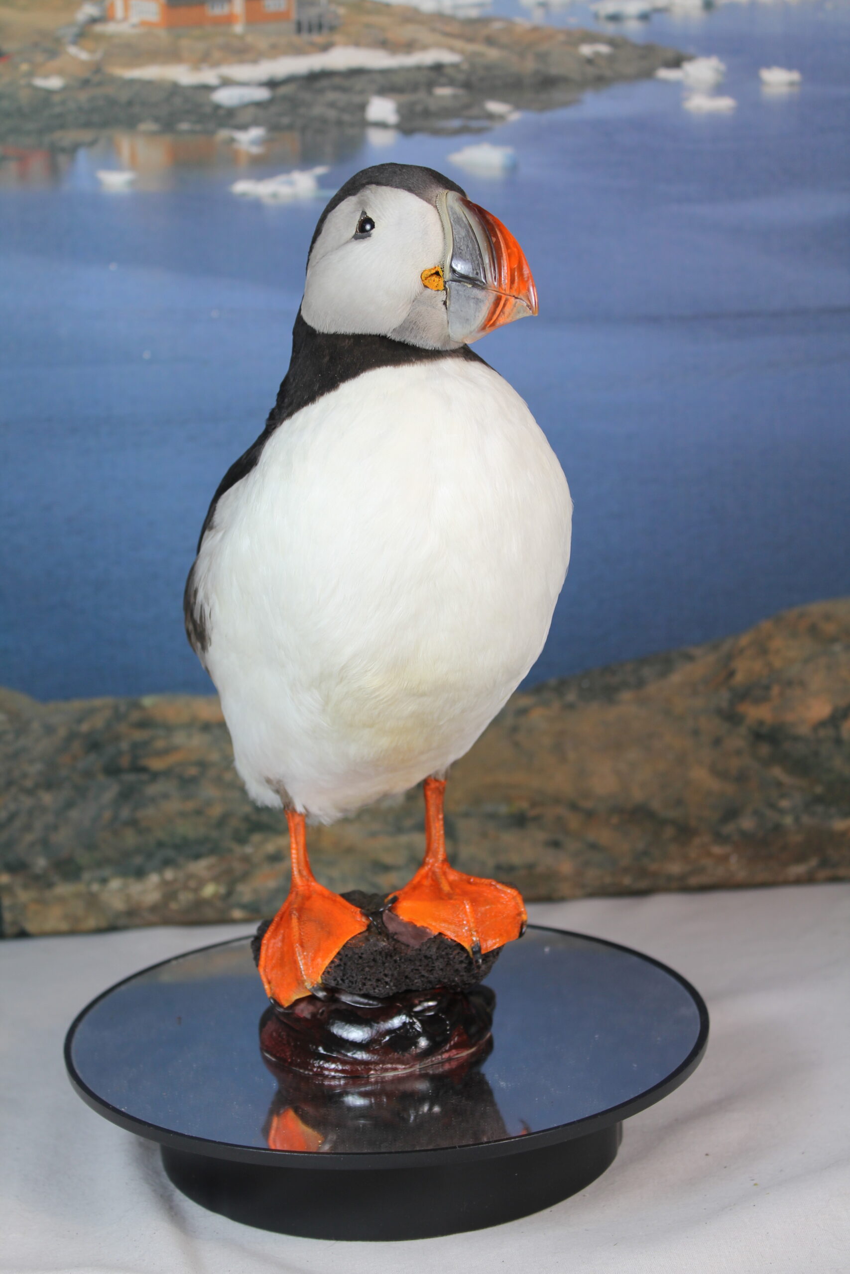 Puffin # 18. Taxidermy - Image 6