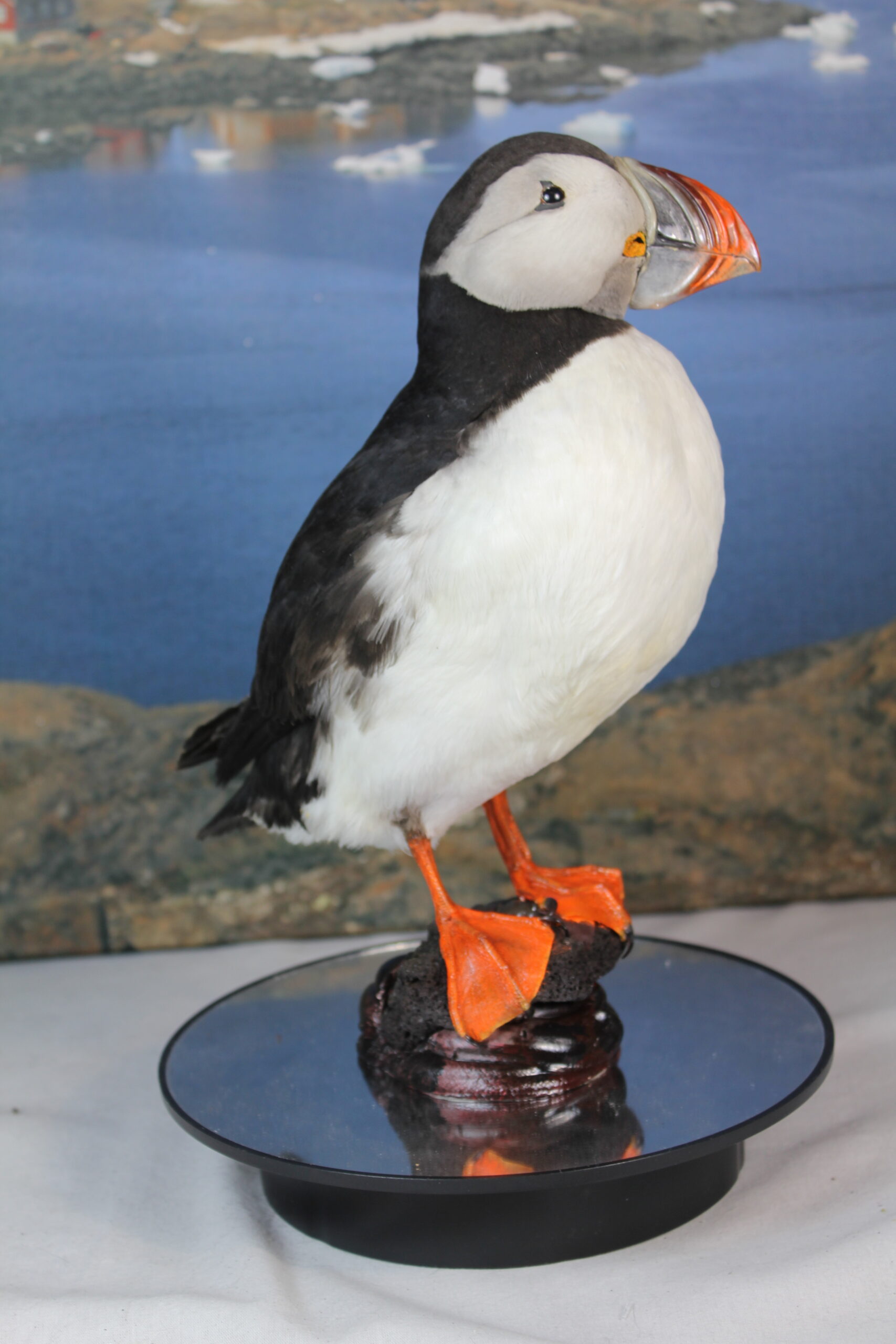 Puffin # 18. Taxidermy - Image 7