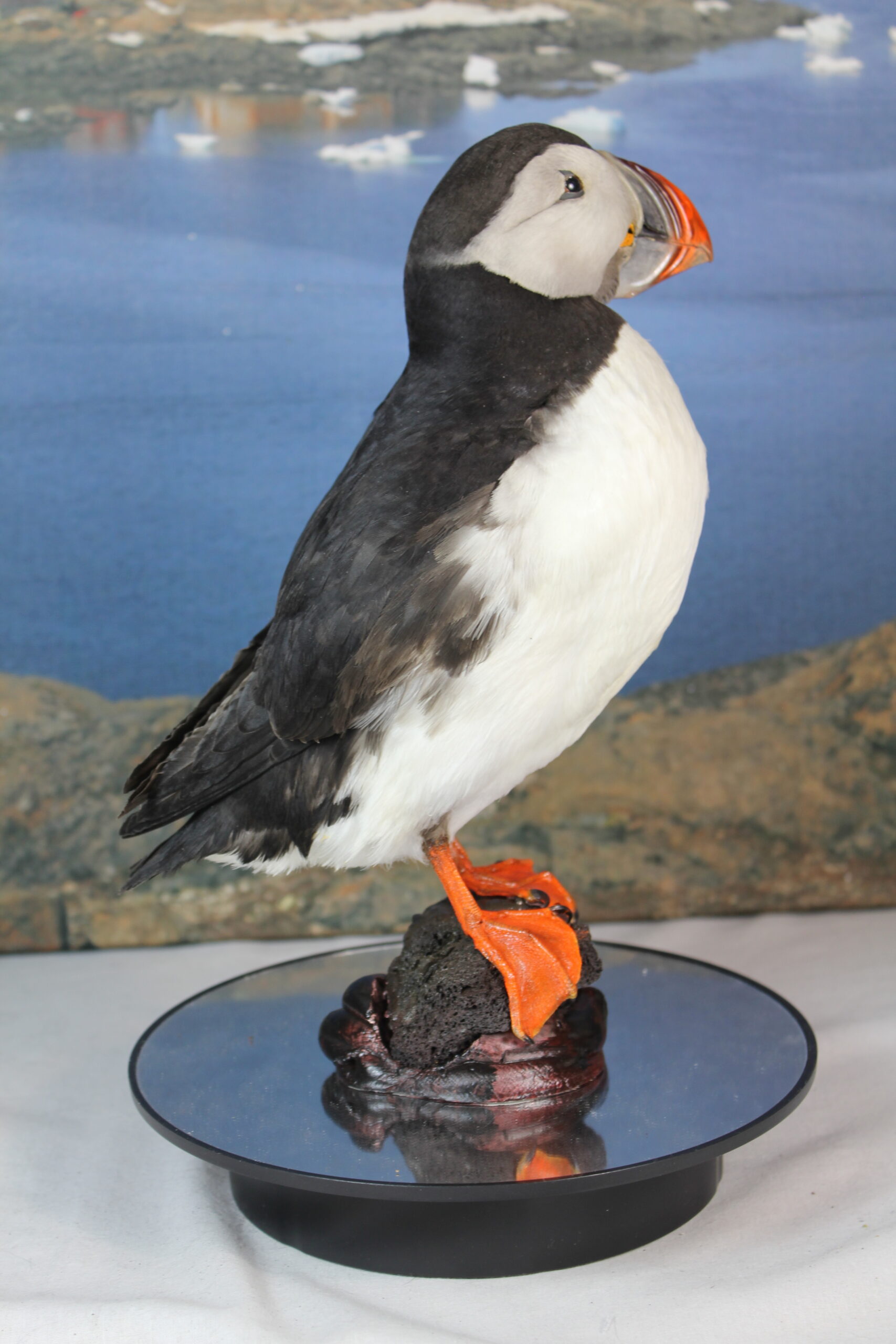Puffin # 18. Taxidermy - Image 8