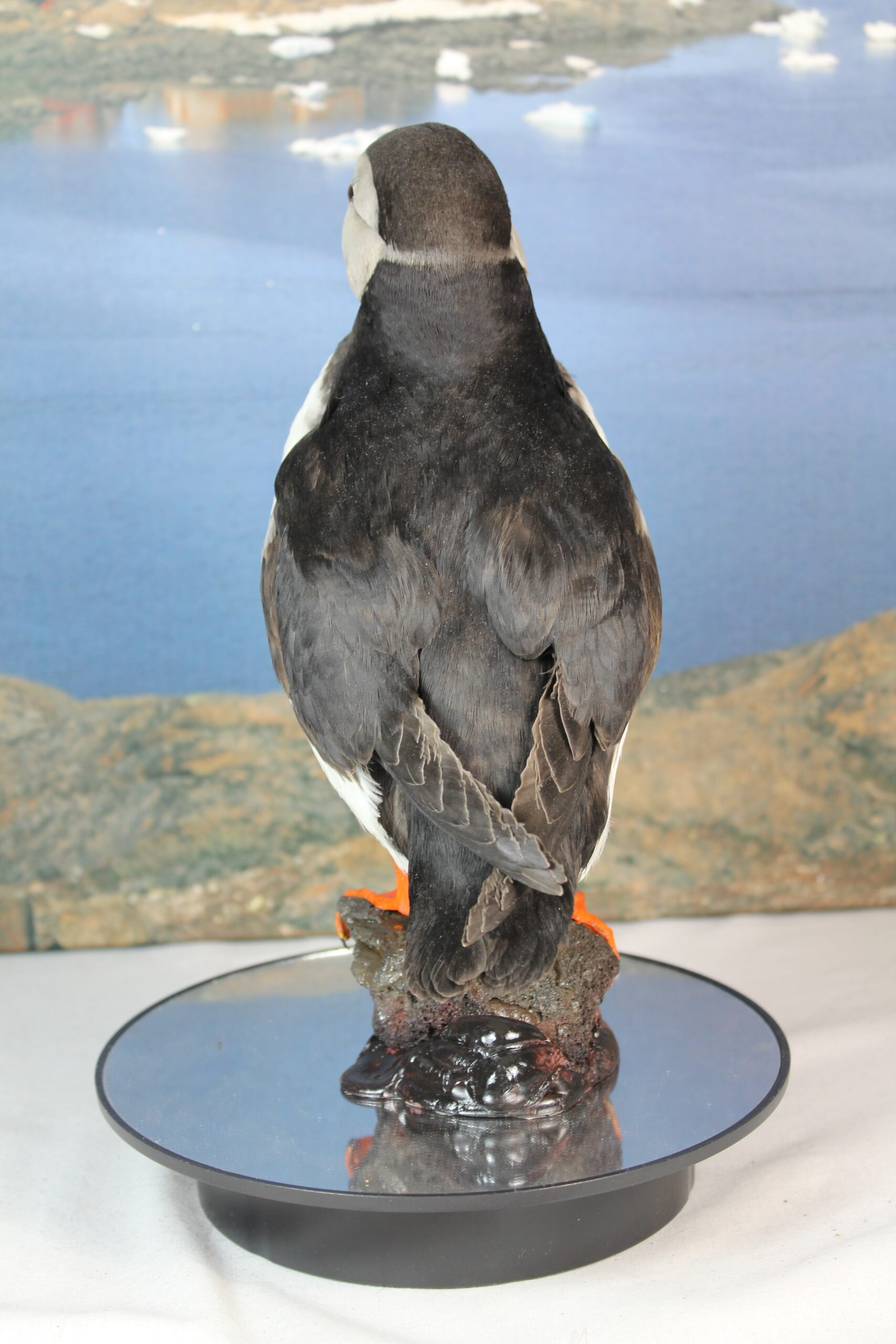 Puffin # 18. Taxidermy - Image 9