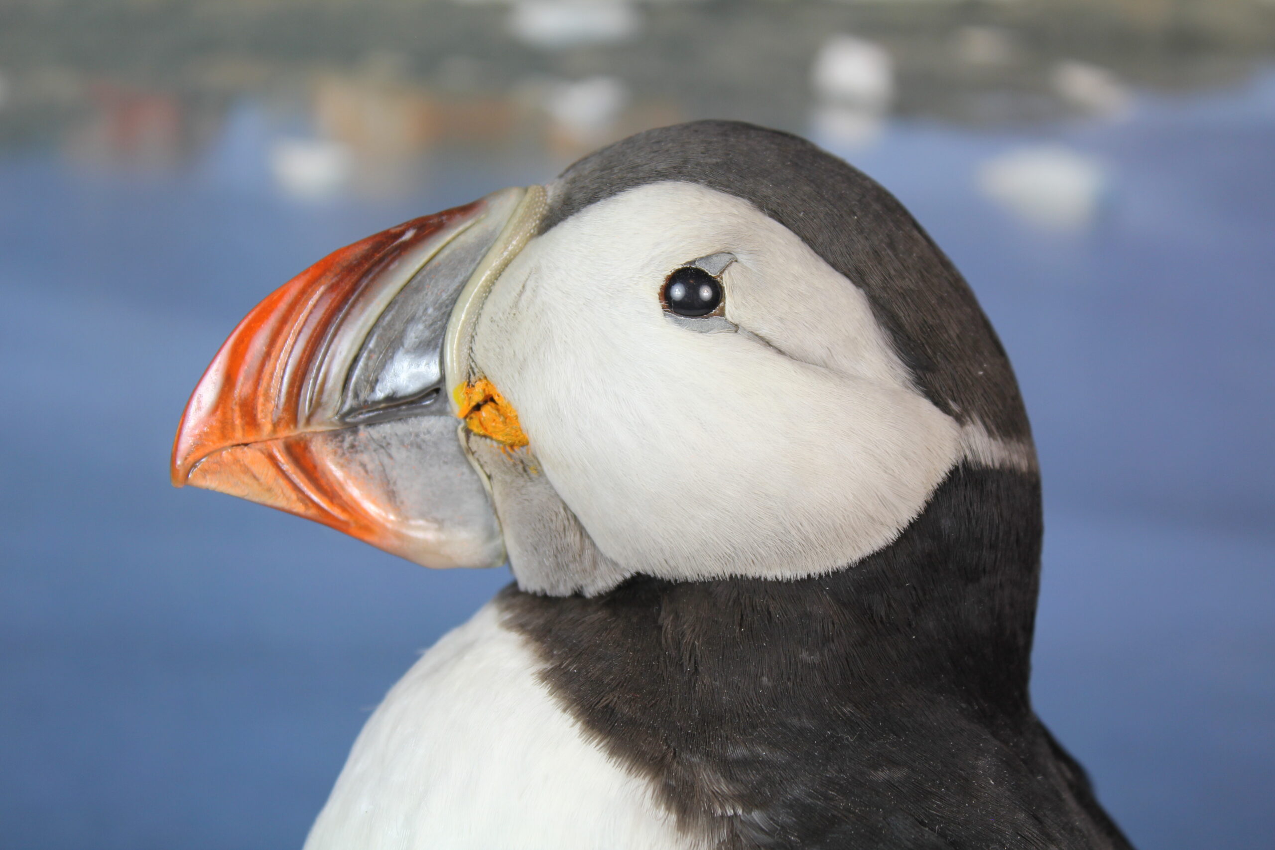 Puffin # 18. Taxidermy - Image 3