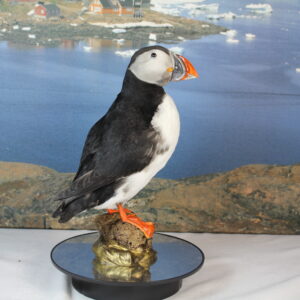Puffin # 19. Taxidermy