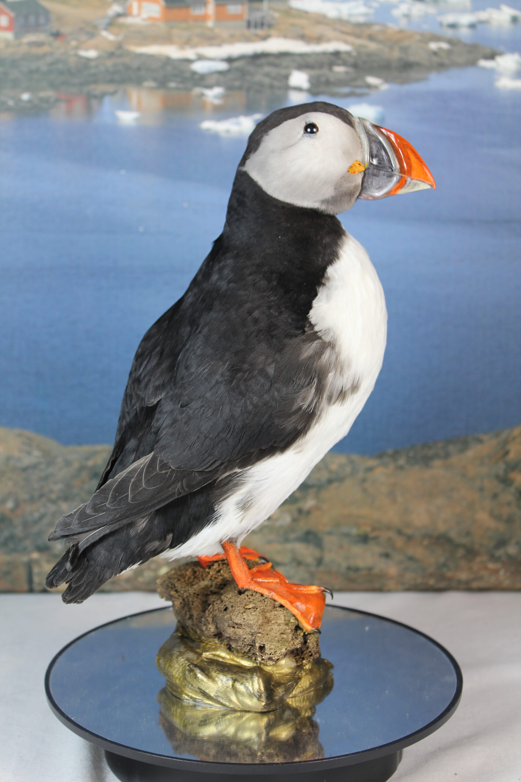 Puffin # 19. Taxidermy - Image 3