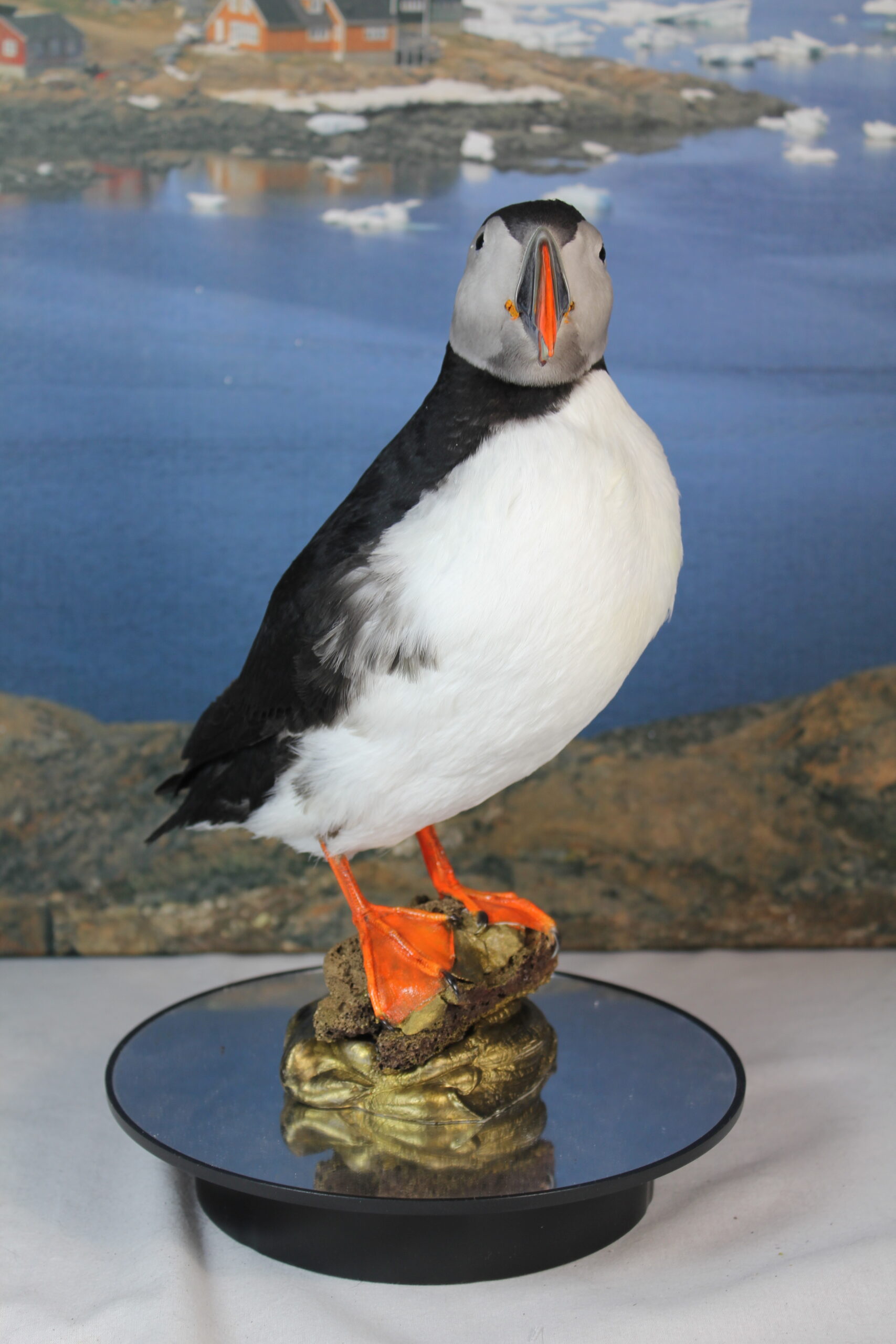 Puffin # 19. Taxidermy - Image 4