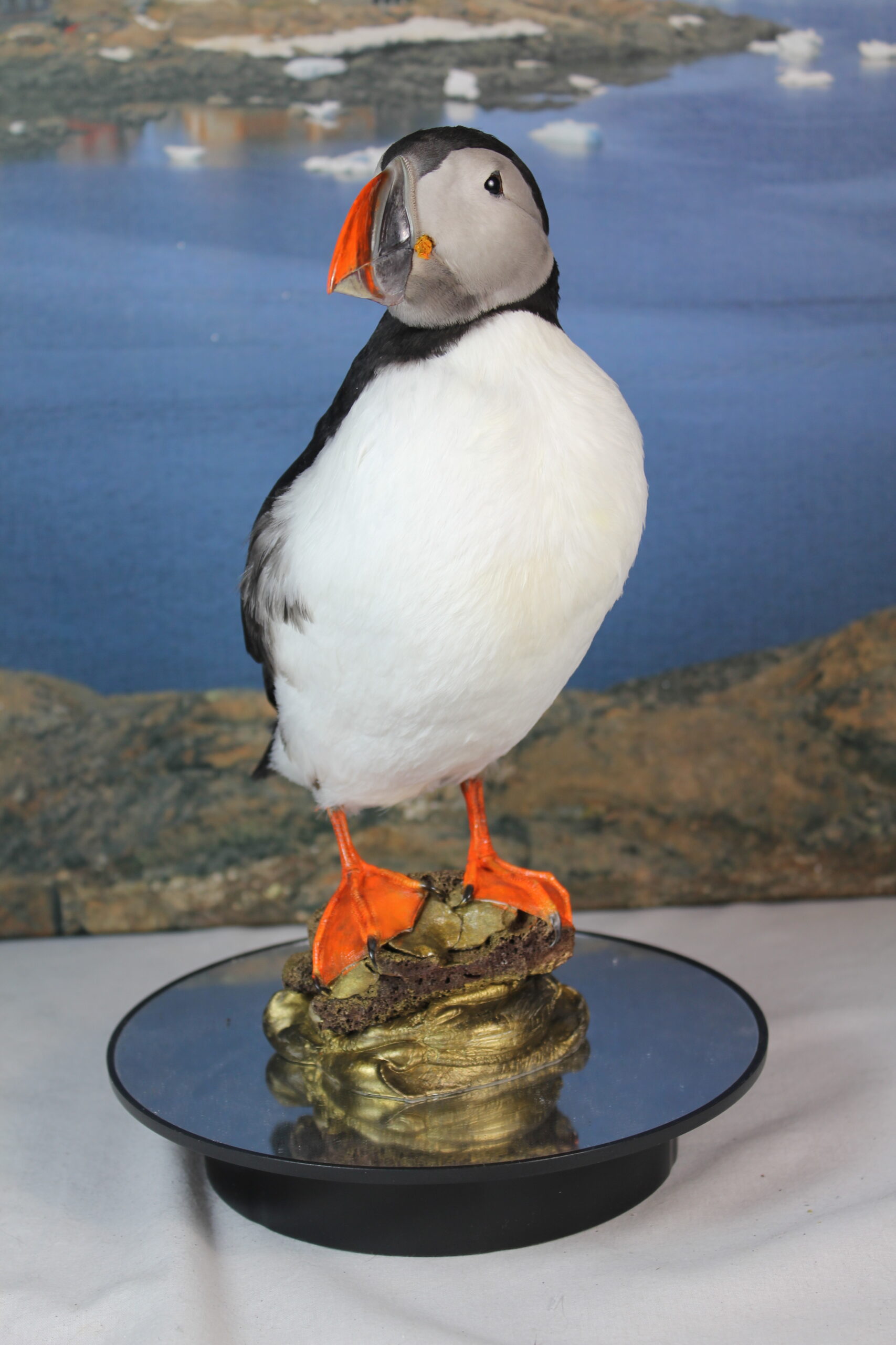 Puffin # 19. Taxidermy - Image 5