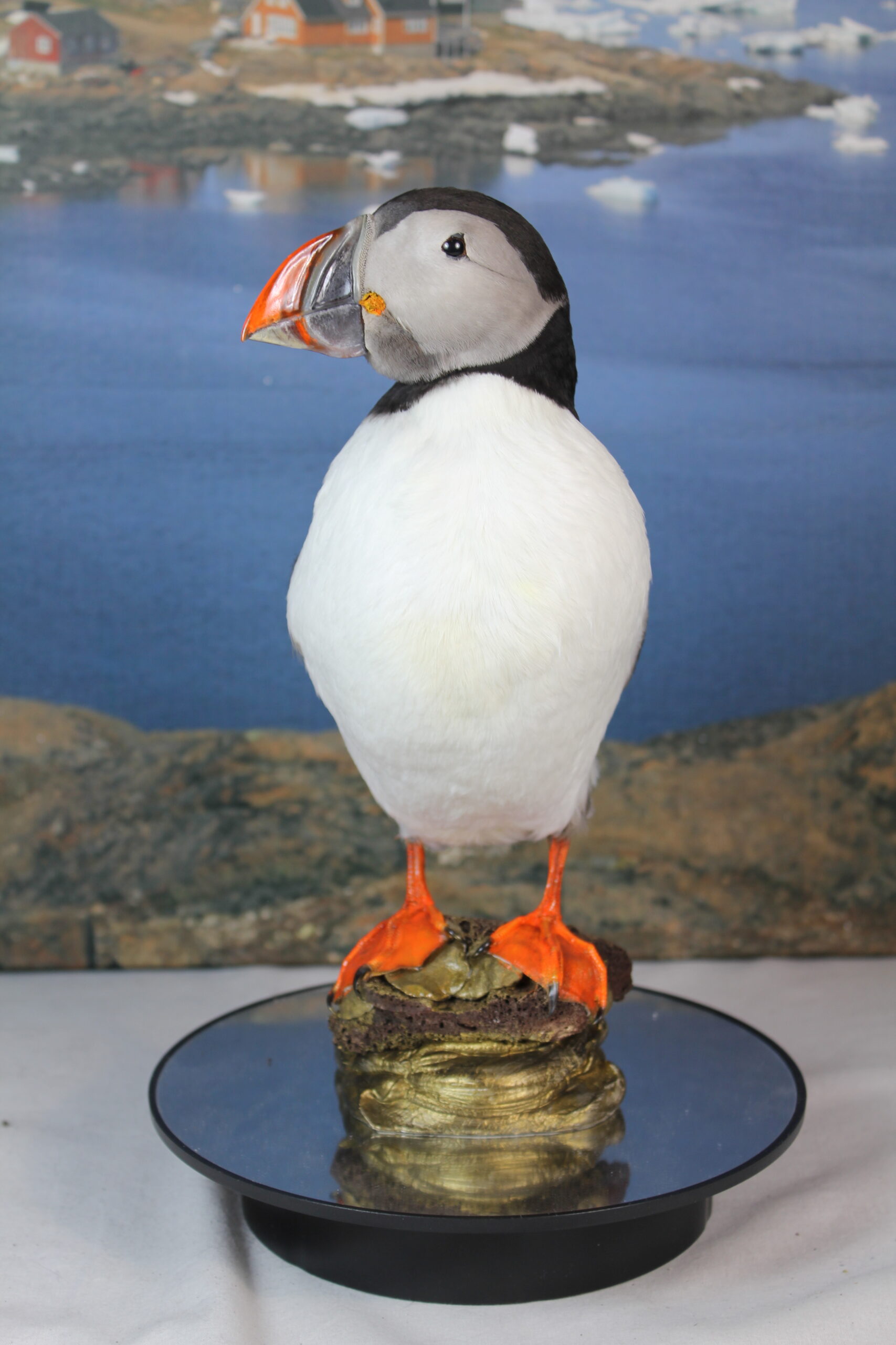 Puffin # 19. Taxidermy - Image 7