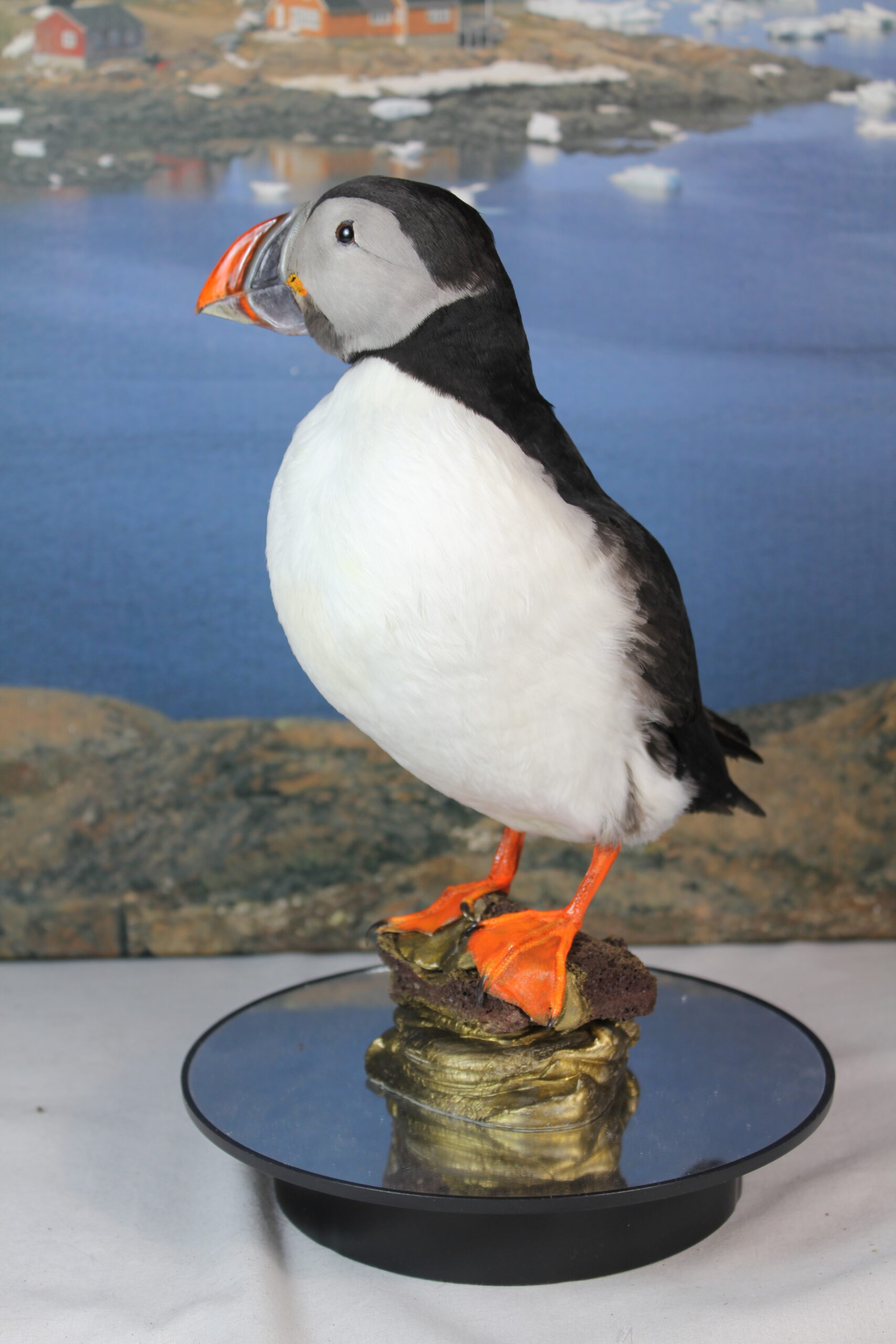 Puffin # 19. Taxidermy - Image 8