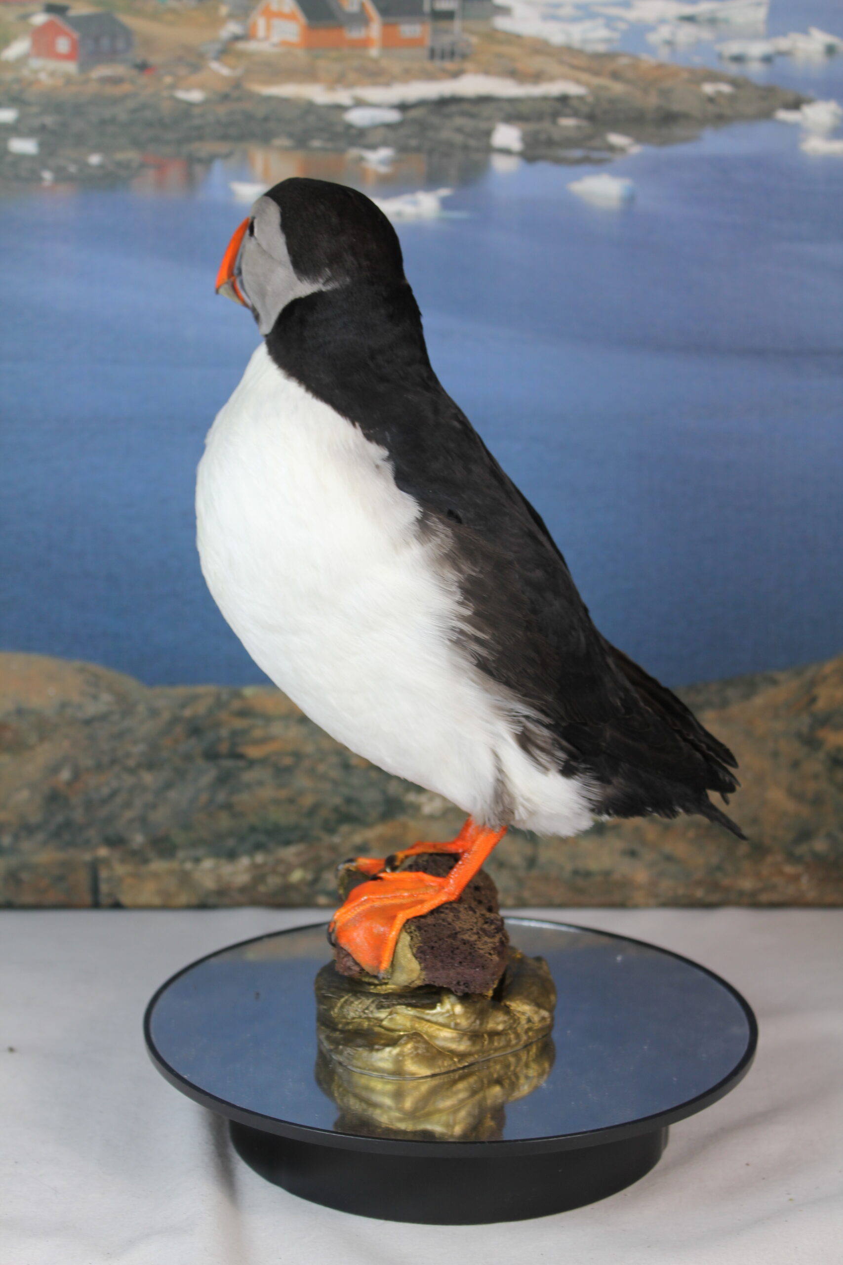 Puffin # 19. Taxidermy - Image 9