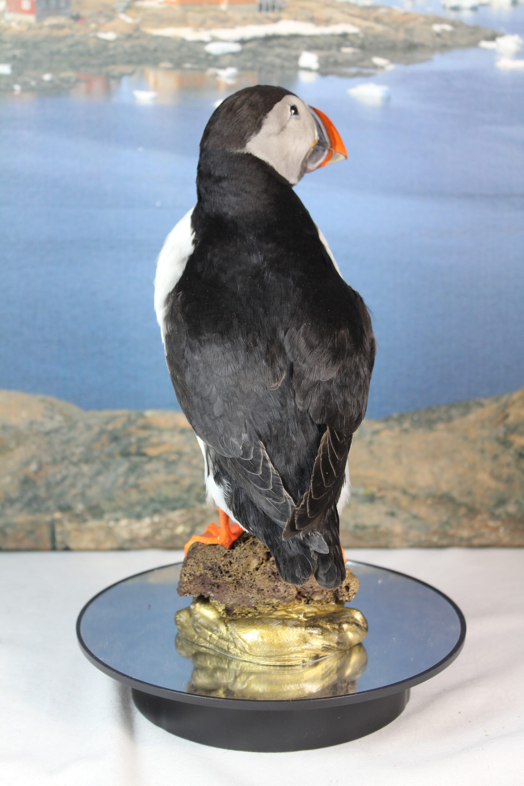 Puffin # 19. Taxidermy - Image 10