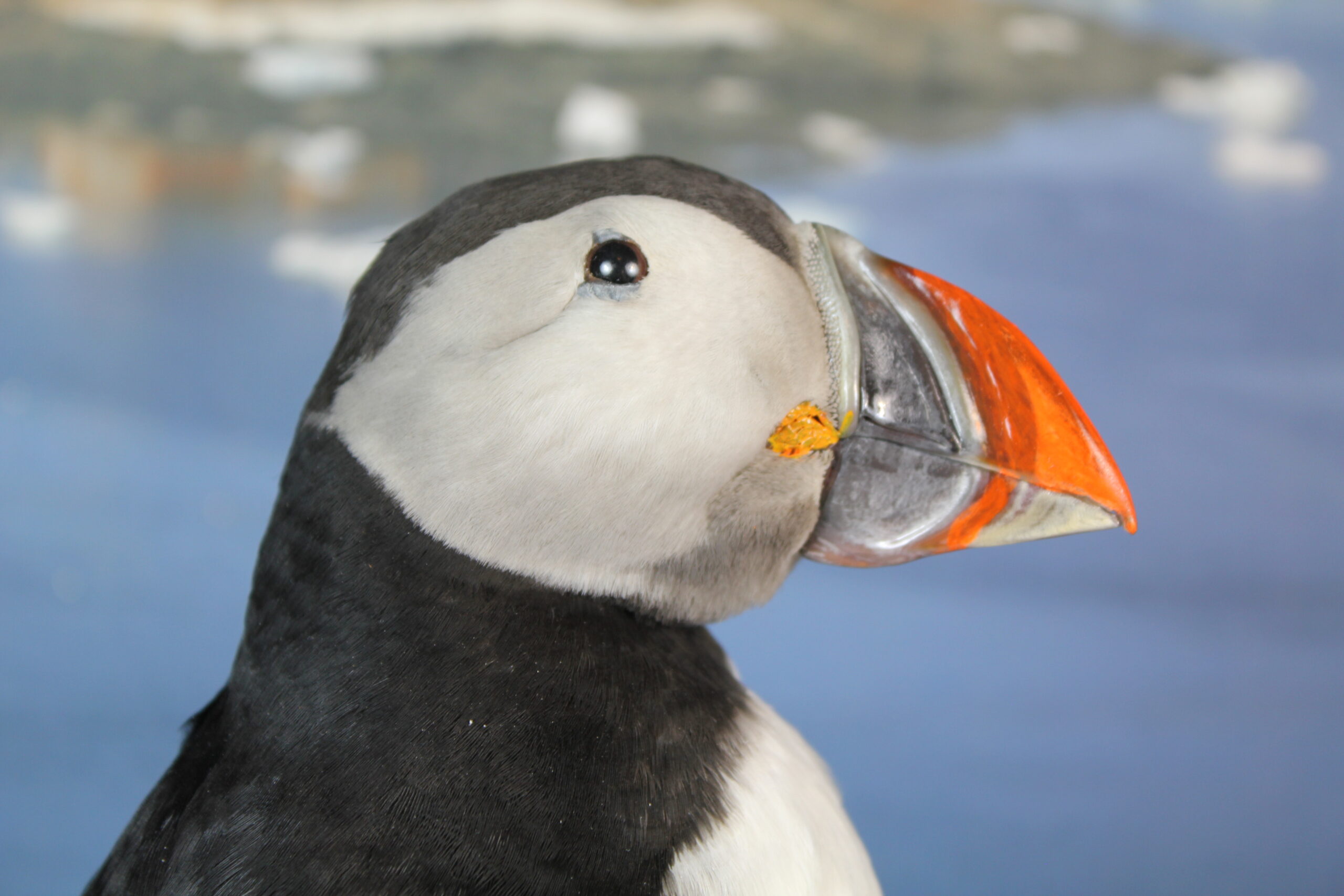 Puffin # 19. Taxidermy - Image 6