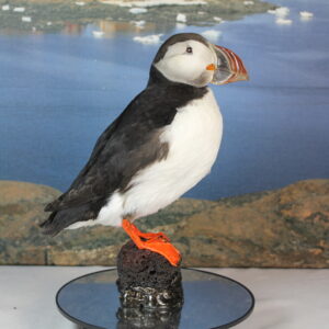 Puffin # 20. Taxidermy