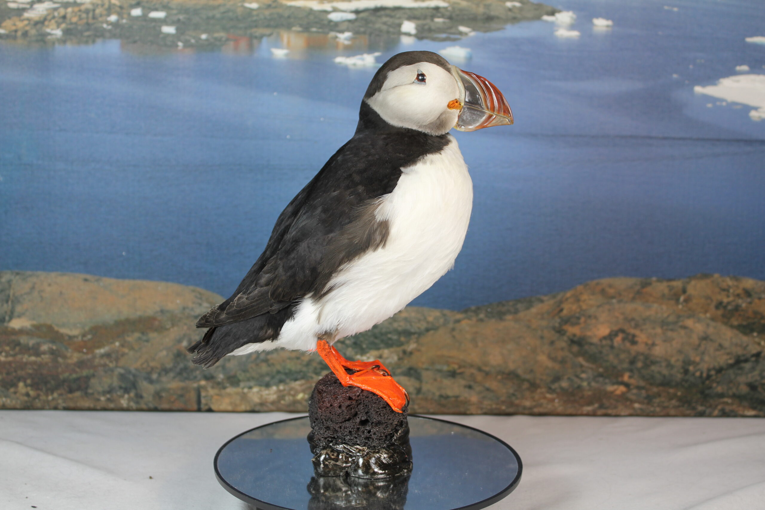 Puffin # 20. Taxidermy