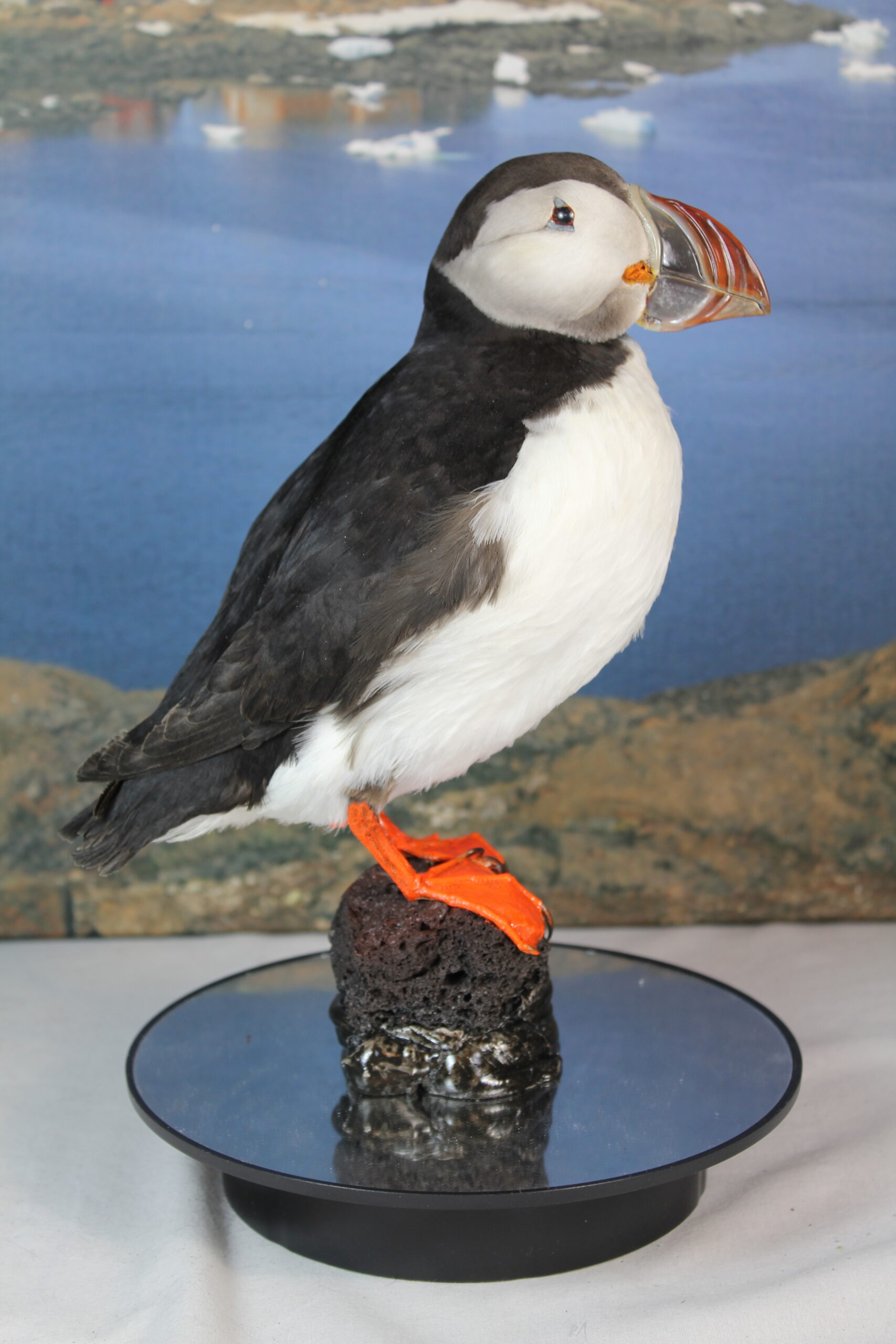 Puffin # 20. Taxidermy - Image 3