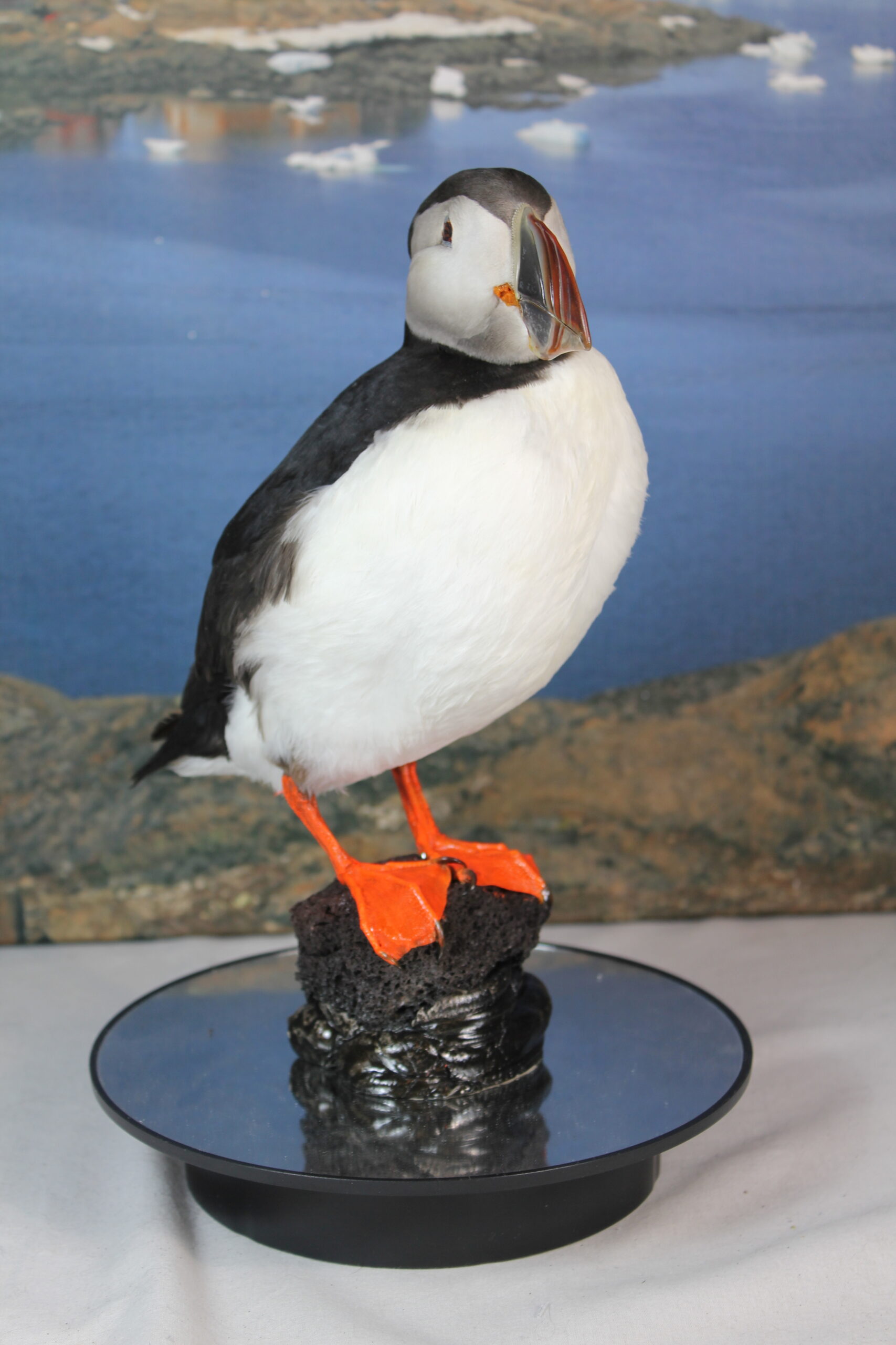 Puffin # 20. Taxidermy - Image 4