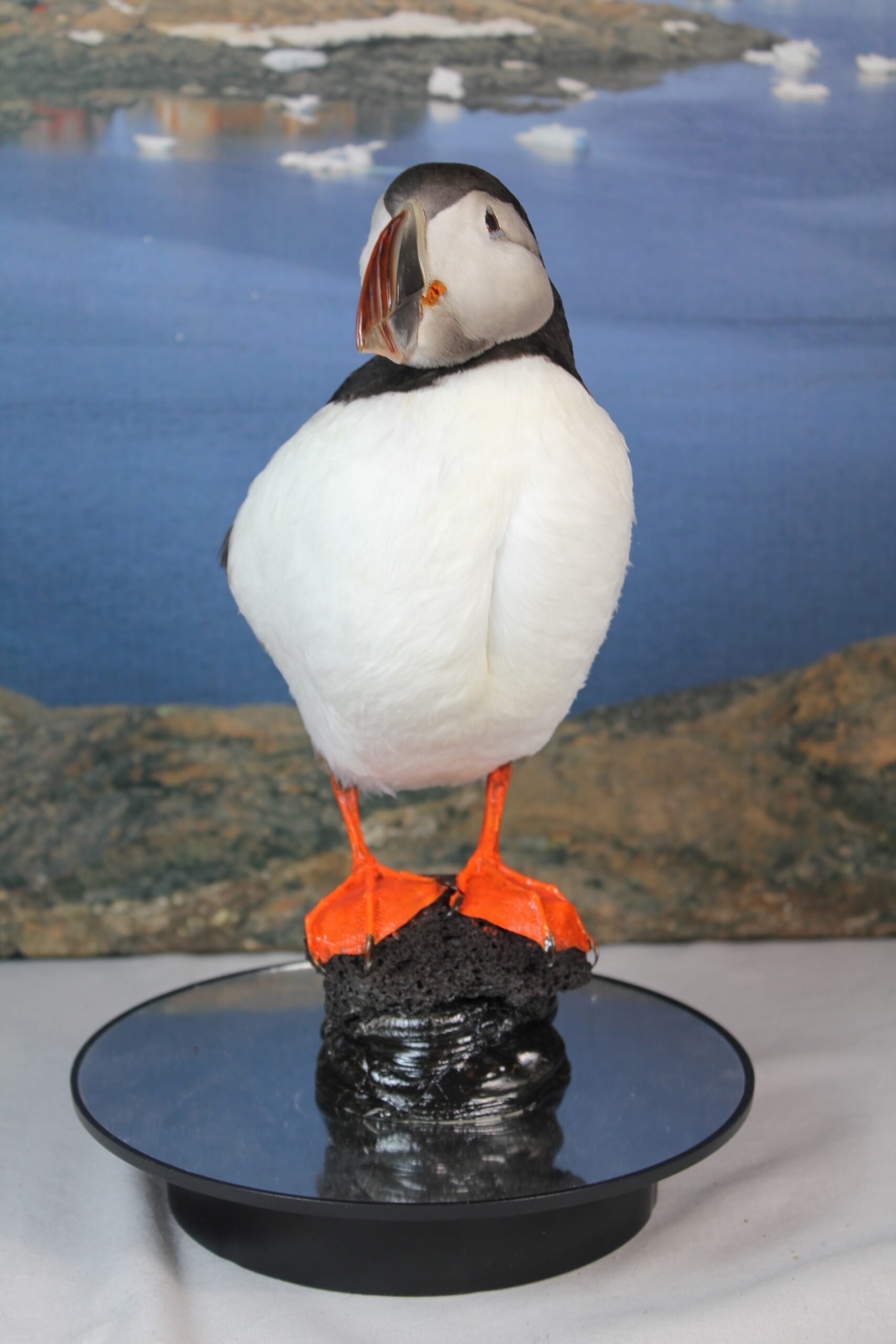 Puffin # 20. Taxidermy - Image 5