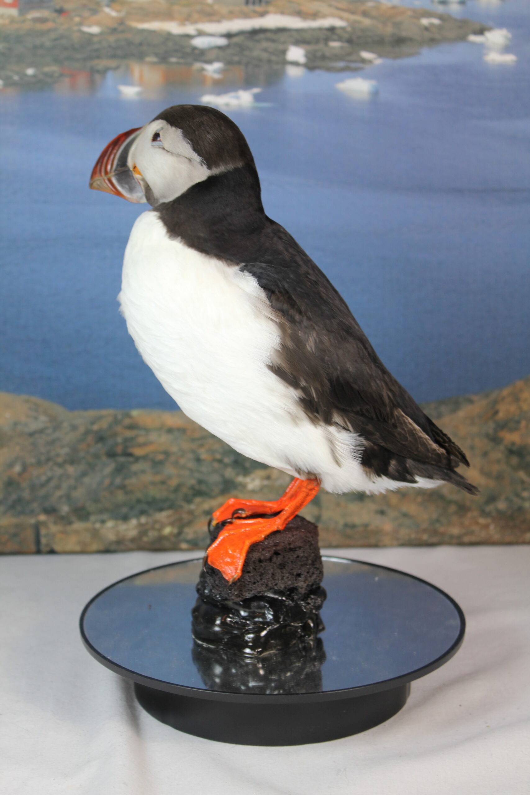 Puffin # 20. Taxidermy - Image 8