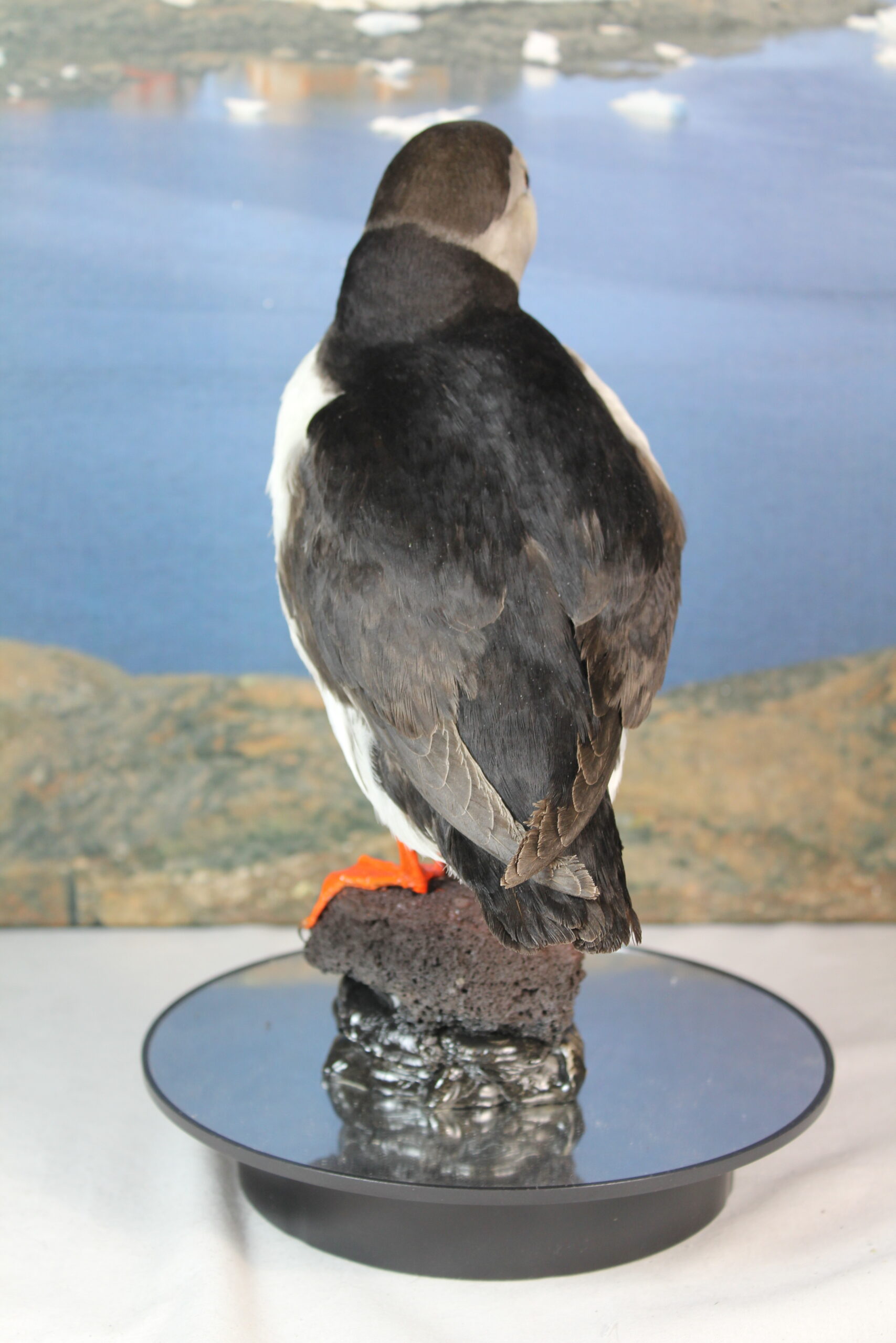 Puffin # 20. Taxidermy - Image 9