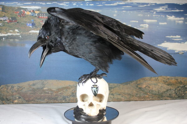 Raven on a resin skull - Image 2