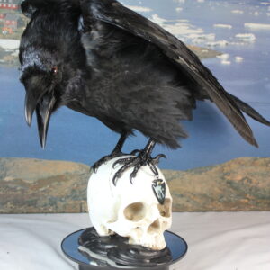 Raven on a resin skull