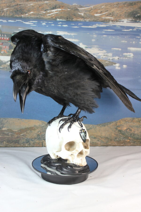 Raven on a resin skull