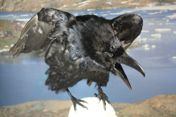 Raven on a resin skull - Image 5