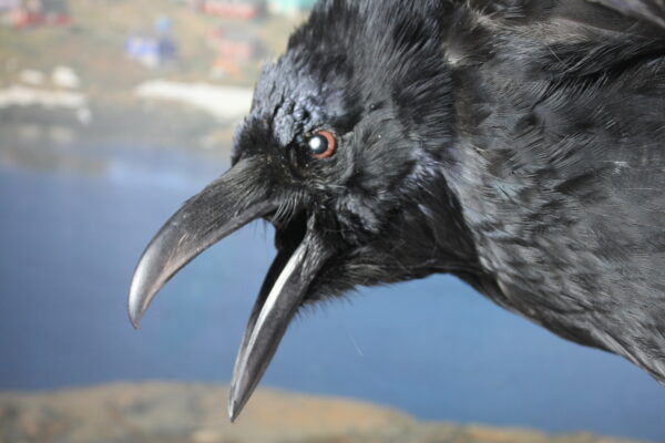 Raven on a resin skull - Image 7