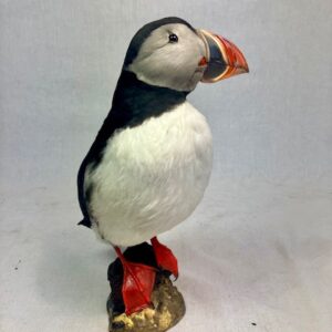 Puffin taxidermy #3