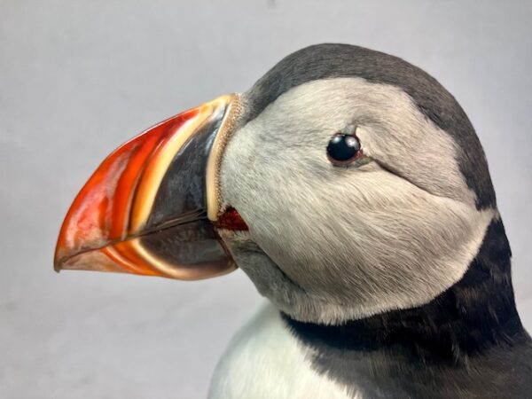Puffin taxidermy #3 - Image 7
