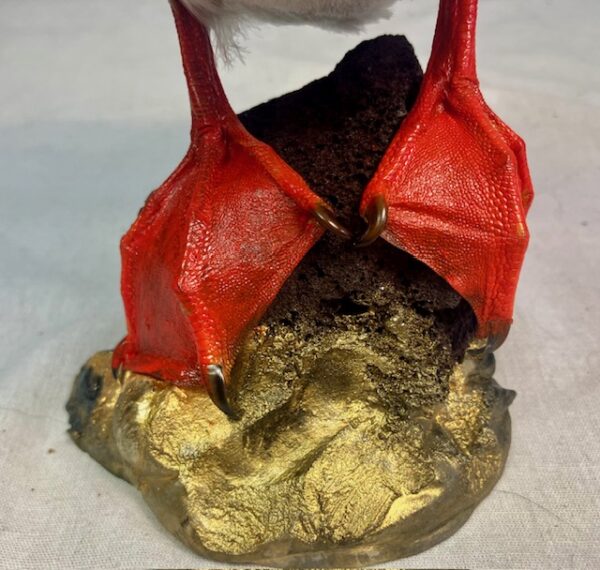 Puffin taxidermy #3 - Image 10