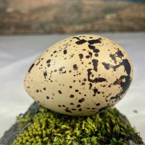 Oyster catcher egg # 1