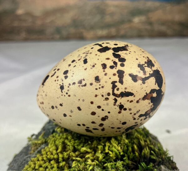 Oyster catcher egg # 1