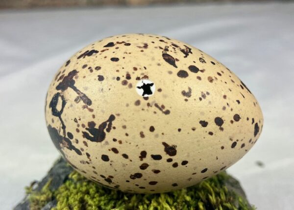 Oyster catcher egg # 1 - Image 3