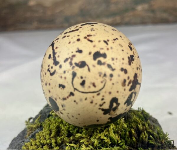 Oyster catcher egg # 1 - Image 4