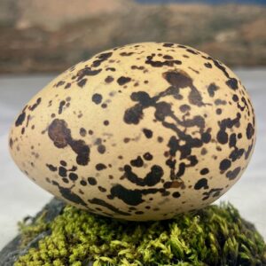 Oyster catcher egg # 2