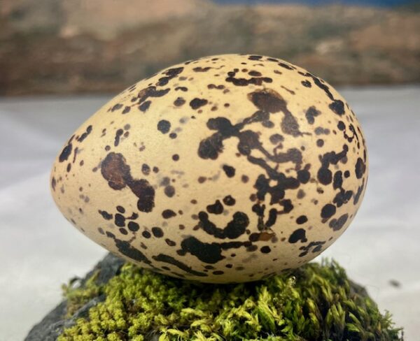 Oyster catcher egg # 2