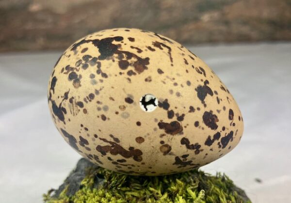 Oyster catcher egg # 2 - Image 3