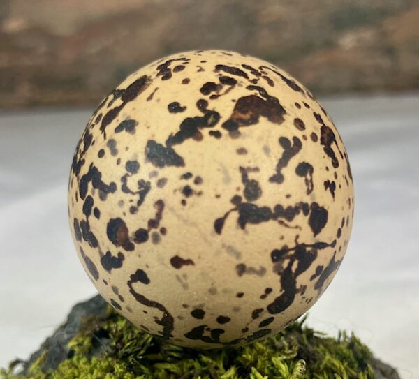 Oyster catcher egg # 2 - Image 4