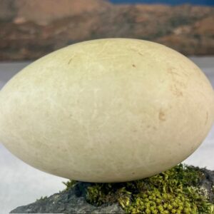 Eider duck egg # 1