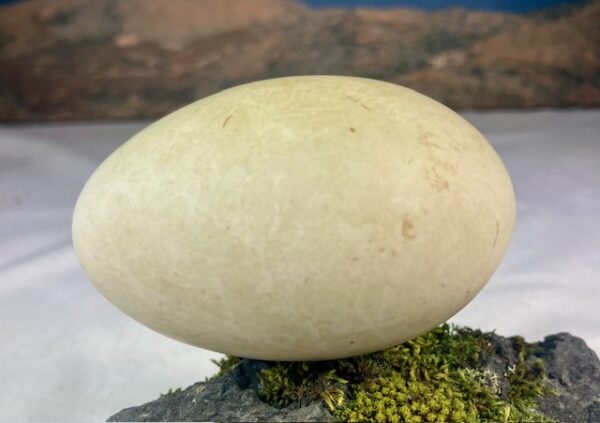 Eider duck egg # 1
